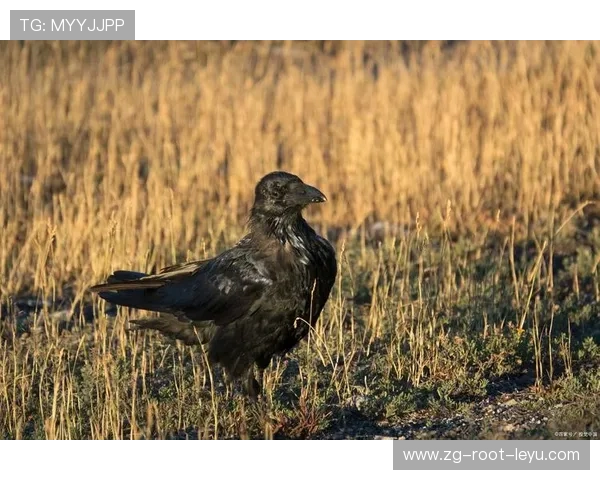 乌鸦稳居分区榜首，防守端功不可没，乌鸦打哪个位置